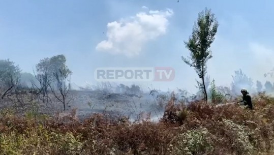 Zjarr i qëllimshëm në Kodrën e Hakve në Fushë-Krujë, digjen 5 hektarë ullishte e vreshta rrushi (VIDEO)