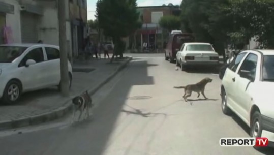 Vendimi i rrallë i Bashkisë në Gjirokastër/ Nëse ju leh qeni në shtëpi, gjobë 1000-10.000 lekë (VIDEO)