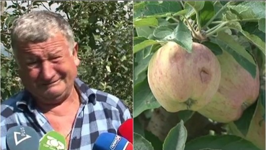 Breshëri dëmton mollët e Devollit, fermerët me lot në sy: Shkoi dëm mundi, u prishën të gjitha