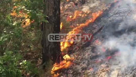 Zjarr masiv në Korçë! 30 forca zjarrfikëse në pyllin me pisha, ngjiten në këmbë prej terrenit të vëshirë