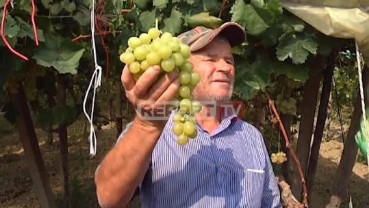 S' ka treg për rrushin në Gërmenj të Rrogozhinës, fermerët: Ka mbetur prodhimi pa shitur, na dëmton kontrabanda (VIDEO)