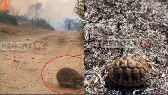 Pamje të trishta nga zona e mbrojtur e Poros në Vlorë, kafshët në luftë për mbijetesë  (VIDEO)