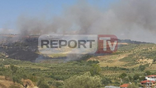 Zjarr i madh në Karbunarë të Lushnjes, flakët përpijnë 20 hektarë ullishte (VIDEO)