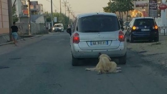 (FOTO) Denoncimi në Report Tv, makina tërheq zvarrë qenin, gjobitet autori/ Tahiri: E trishtë dhe neveritëse, të reagojnë institucionet
