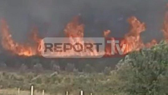 Rindizet zjarri në Rrogozhinë duke djegur ullishtet, flakët përhapen me shpejtësi nga era (VIDEO)