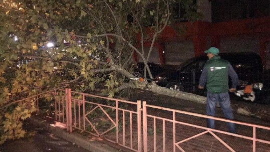 Foto/ Stuhi shiu dhe erë në Tiranë, rrëzohen pemët, bashkia ndërhyn gjatë natës