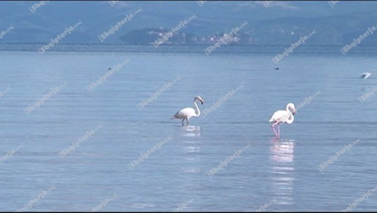 E rrallë/ Flamingot shfaqen në Liqenin e Pogradecit, vijnë nga Turqia e më pas shtegtojnë