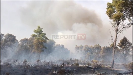 Zjarr në Fier, digjen 6 hektar pisha, 3 grupe zjarrfikëse në 'luftë' me flakët