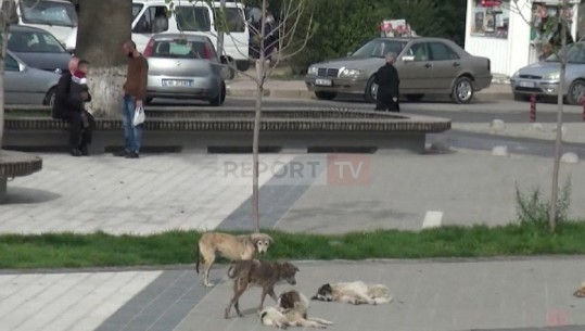 Qentë e rrugës mbushin qytetin, banorët e Laçit: Ndihemi të rrezikuar, janë të sëmurë do na kafshojnë (VIDEO)