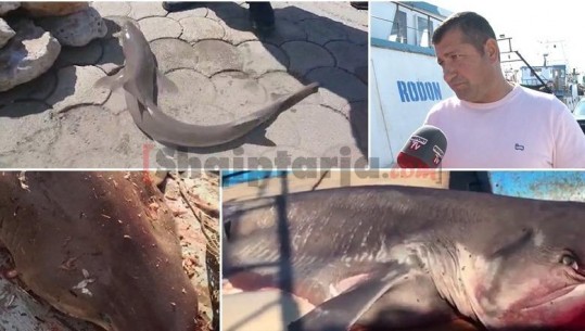 Peshkaqenët drejt zhdukjes në Adriatik, peshkatari: Nuk ka ligj që ndalon gjuetinë, s'dimë si të veprojmë (VIDEO)