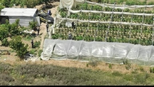 Arrestohen 2 persona për kultivimin e bimëve narkotike në Itali, 1 prej tyre shqiptar