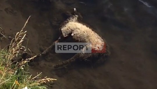 Ndotet uji i lumit Osum në Berat, qytetarët të shqetësuar: Brenda ka kafshë të ngordhura 