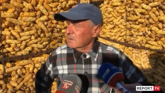 Misri i Maliqit ka mbetur në fushë, fermerët: Importi na dëmton, prodhimi jonë mbetet stok (VIDEO)