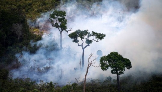 Shpyllëzimi në pyjet e Amazonës arrin nivelin më të lartë në 12 vjet