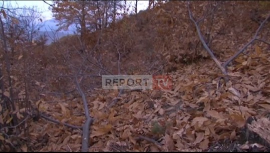Masakër në pyllin e gështenjave në Pogradec! Specialisti i Zonave të Mbrojtura: Fenomen shqetësues! Në një vit vetëm 9 të proceduar për prerje të paligjshme