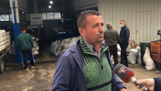 Prodhim i bollshëm i vajit të ullirit në Dumre/ Fermerët për Report Tv: Nuk ka treg, ka rënë edhe çmimi (VIDEO)