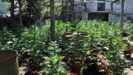 Kultivonin bimë narkotike në një hapësirë të pyllëzuar në Delvinë, vihen në pranga dy shtetas