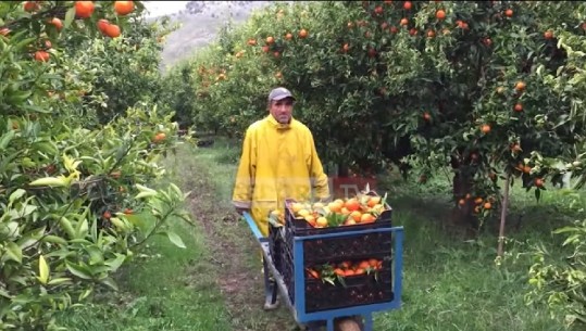 Prodhim i bollshëm i mandarinave në Konispol! Tregtari serb: Janë më të mira se të Greqisë! Fermerët: Po i shesim me çmim të ulët