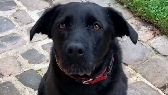 Qeni i Macronit në një video sensibilizuese për adoptimin e kafshëve të braktisura