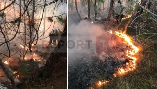 Fier/ Zjarri përfshin një sipërfaqe pylli në fshatin Peshtan i Madh (VIDEO)