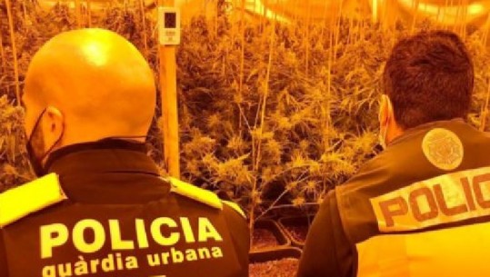 Kultivonin bimë narkotike, në pranga 6 shqiptarë në Spanjë 
