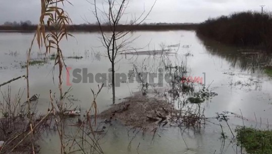 1595 hektarë nën ujë në Shkodër, disa akse të bllokuara nga rrëshqitja e dherave (VIDEO)
