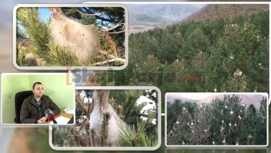 Procesionarja/ Si po shkatërrohen pyjet e Dibrës, drejtori: Presim fonde nga Ministria e Mjedisit (VIDEO)