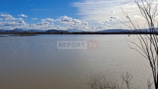 Përmbytje në Shkodër/ Mbi 2500 hektarë tokë ndodhen nën ujë! (VIDEO)