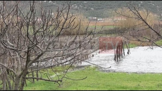 Përmbytjet në Torovicë të Lezhës dëmtojnë kulturat bujqësore, fermerët: Është bërë katastrofë