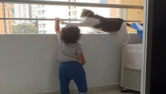 Pamje emocionuese, macja shpëton fëmijën 