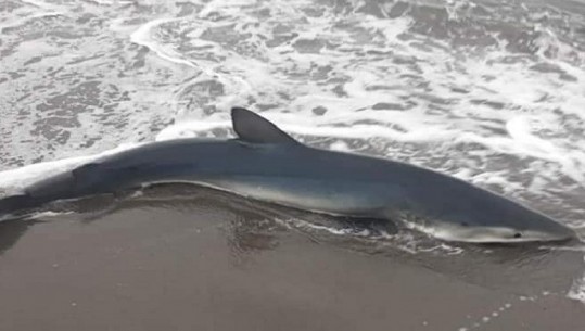 Peshkaqeni i ngordhur del në breg të detit të Velipojës, çuditen banorët (FOTO)