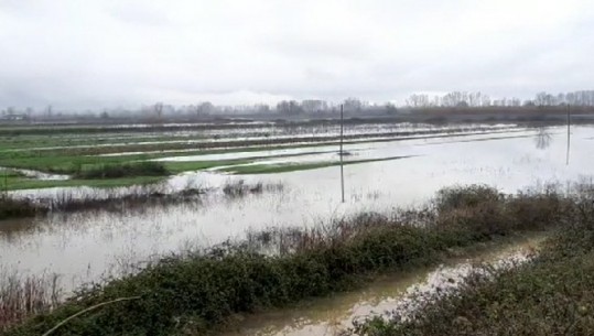 Bie niveli i Ishmit, dhjetra hektarë tokë ende nën ujë në Fushë-Krujë! Bashkia kërkon shpallje të gjendjes së jashtëzakonshme në Shkodër
