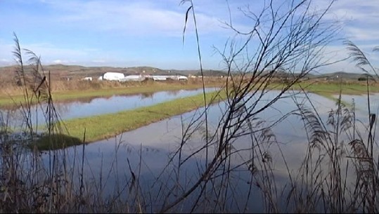 Dhjetëra hektarë toka bujqësore nën ujë, fermerët në Rrogozhinë: S’janë pastruar kanalet kulluese, rrimë me shpresën se s’do bjerë shi