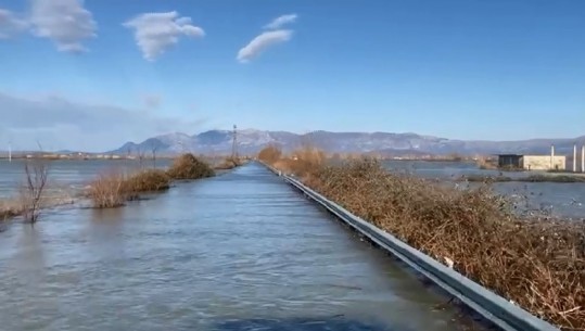 Përmbytjet/ Bashkia Shkodër bën bilancin! Oboti në gjendje të lartë rrezikshmërie, 137 shtëpi të rrethuara nga uji dhe 4,050 ha tokë të përmbytura (VIDEO)