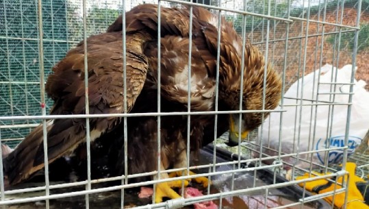 Shqiponja e Malit, simboli ynë kombëtar, qëllohet me armë zjarri! Shoqata Ornitologjike e Shqipërisë: U bë për përfitim financiar, instancat të hetojnë çështjen
