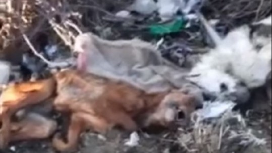 Masakrohen qentë në Pogradec dhe lihen në mes të rrugëve të ngordhur, reagon bashkia: Kafshët janë larguar, kemi bërë kallëzim penal në prokurori
