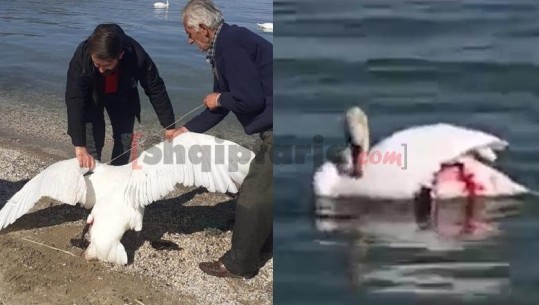 Plagos me çifte mjelmën në Liqenin e Pogradecit, autori kërkonte që ta balsamoste (VIDEO)