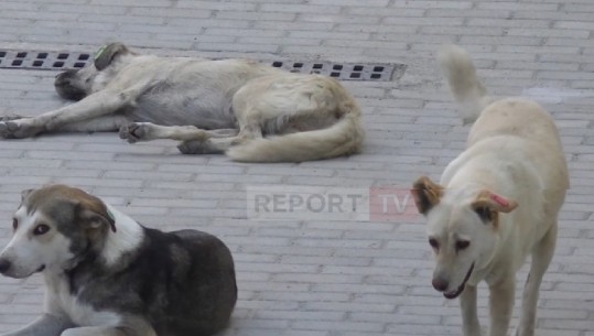 Qentë sulmojnë qytetarët, tre raste brenda ditës në Vlorë! Pronarët lënë kafshët shoqëruese pa maska, infermierja: Nga 1 marsi 16 kafshime 