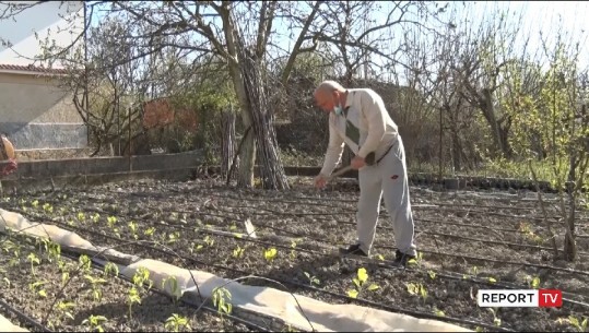 Nga mësues në bujk, historia e 70-vjeçarit në Lezhë! Pas daljes në pension Pal Pali iu përkushtua bujqësisë: Kam ndjerë kënaqësi