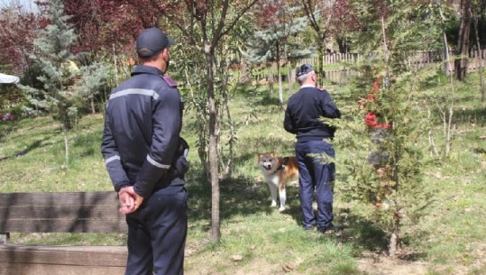 Pitbulli kafshoi fëmijën, Policia Bashkiake kontrolle te Liqeni për qentë pa maska