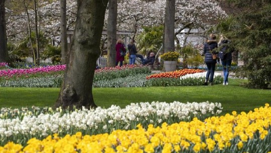Lehtësimi i kufizimeve anti-COVID, Holanda hap kopshtin historik të tulipanëve