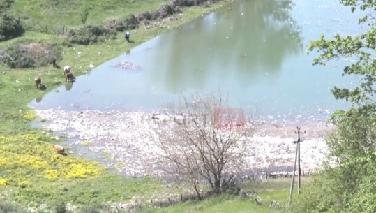 ‘Të dorëzuar’ përpara ndotjes së Fierzës, ende asnjë zgjidhje për pastrimin e liqenit në verilindje të vendit (VIDEO)