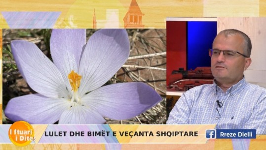 Tulipani i rrallë shqiptarë mes pasurive botërore, ambientalisti Abdulla Diku: Janë vlerë e jashtëzakonshme, vetëm 250 të tilla në të gjithë botën