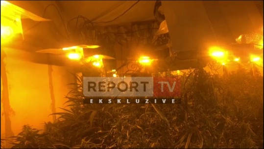 VIDEO ekskluzive/ Bodrumi i një vile i mbushur plot me llampa dhe bimët gati për tu korrur, pamjet nga kanabisi në Fushë-Krujë