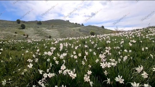 Lulja e Poetit, e magjishme mes maleve të Klosit! Prej javësh ka tërhequr vizitorë: Mrekulli e natyrës, por duhet infrastrukturë më e mirë