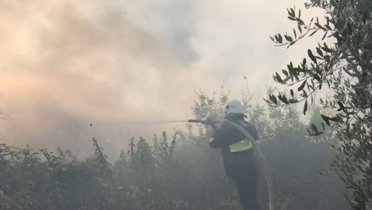 Zjarr në Belsh, disa persona i vënë flakën vendepozitimit të plehrave të mbyllur që nga 2017 (VIDEO)