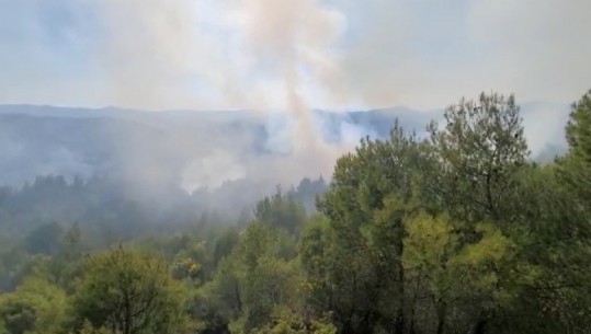Patos, zjarri përpin pemë e shkurre në pyllin Drenias, zjarrfikëset në ‘luftë’ me flakët (VIDEO)