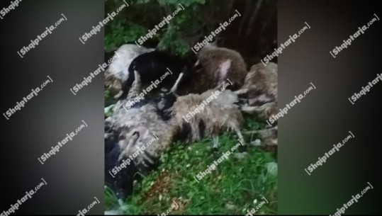 Rrufeja vret 250 krerë bagëti, dele e dhi, në Mirditë, shpëton çobani (VIDEO)