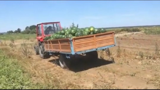 Bie çmimi, ankohen fermerët e shalqinit në Divjakë: Është katastrofë, po e shesim nën kosto