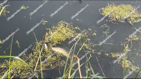 Kolektori i Balldrenit i mbushur me peshq të ngordhur, banorët: Ferma derdh lëndë të rrezikshme në kolektor